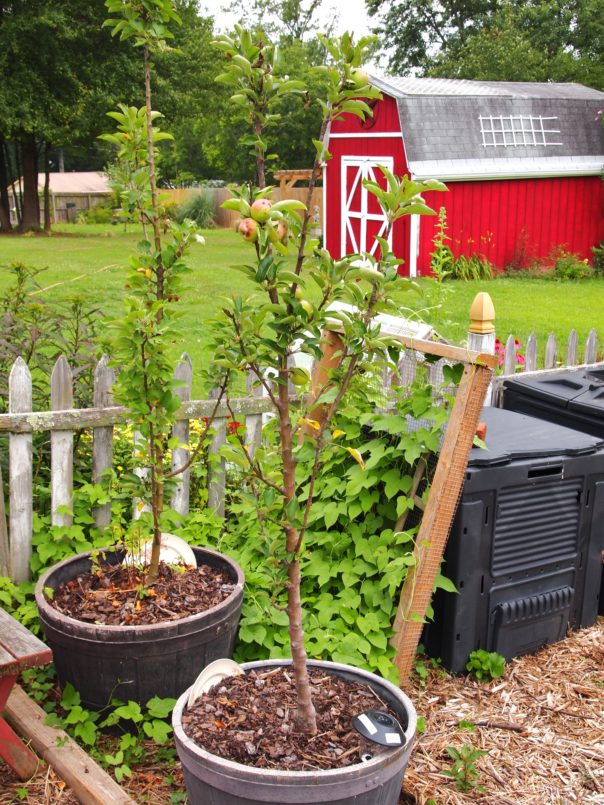 potted columnar apple trees