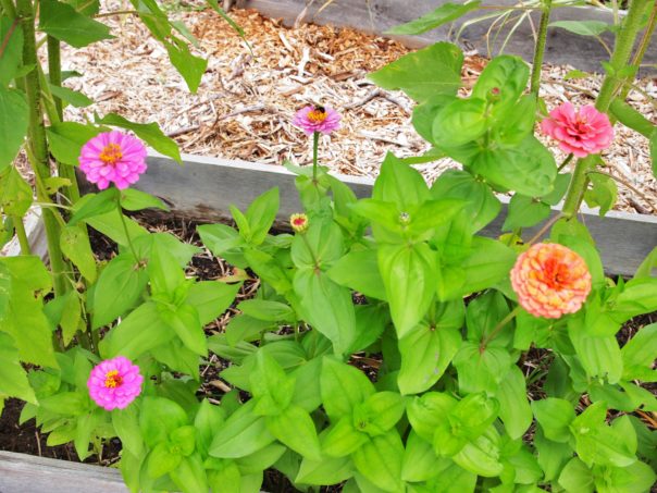 zinnia in a raised bed