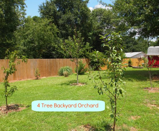 backyard orchard