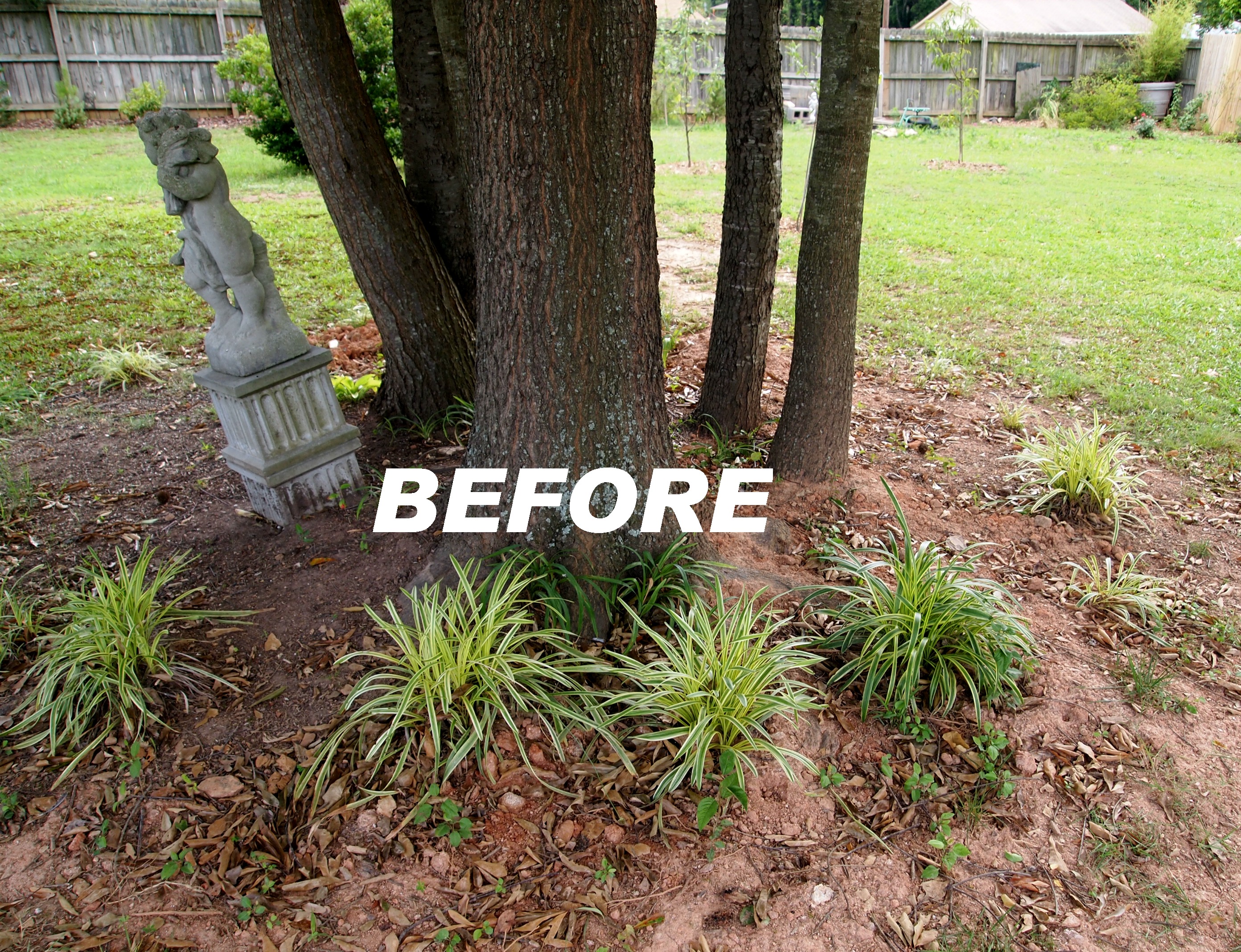 landscaping underneath pine trees