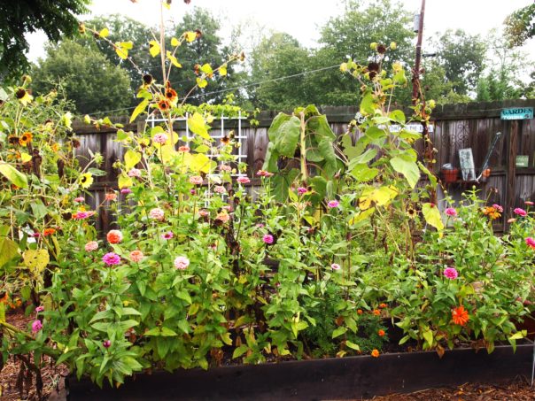 raised bed cutting garden