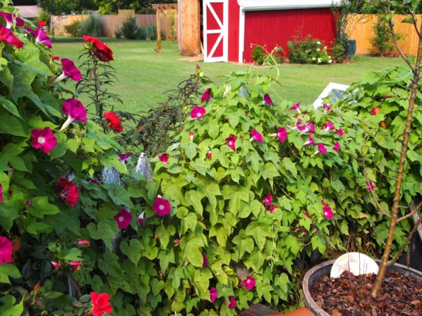 vines on picket fence