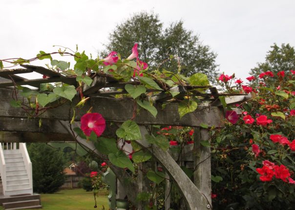 morning glories on arbor