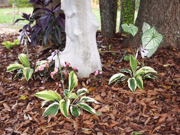 shade plants