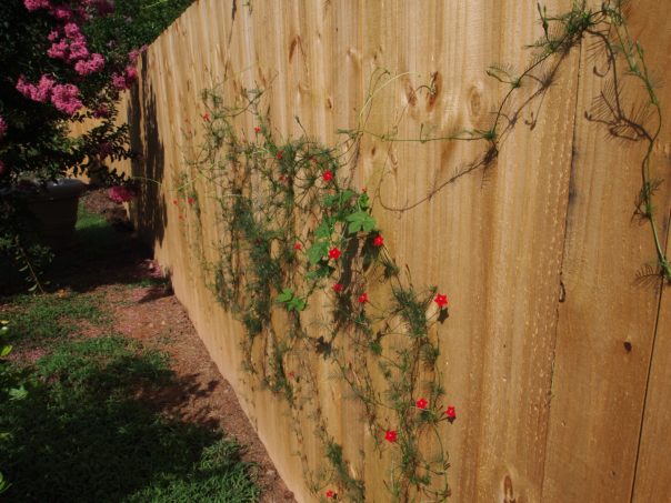 red flowered vine