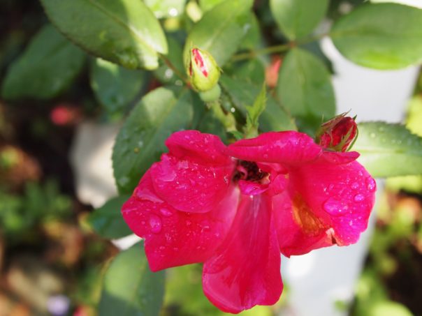 rose bud with rain drops on it