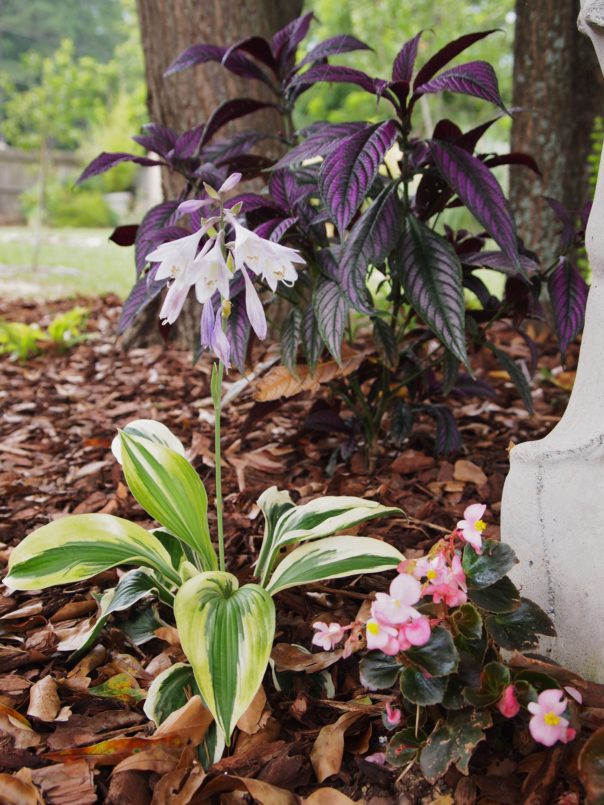 variegated hosta