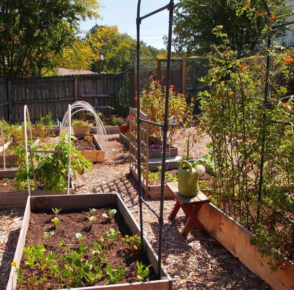 raised bed with bush beans