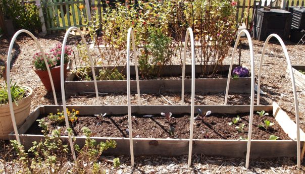 red cabbage bed