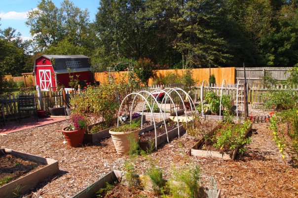 fall vegetable garden