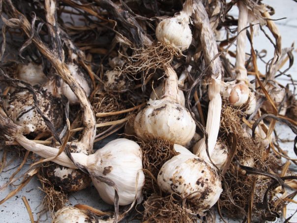 homegrown garlic