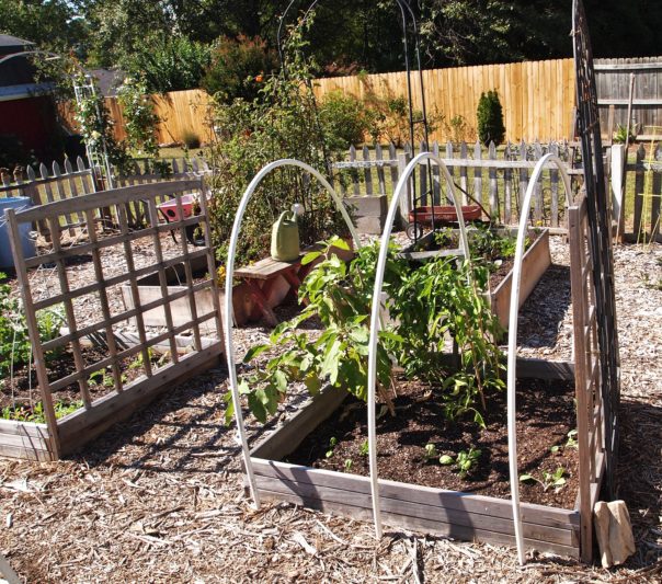 raised bed with vegetables