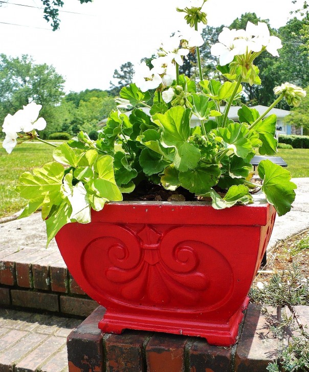 You can pain those plain concrete planters! This one is red planted with white geraniums
