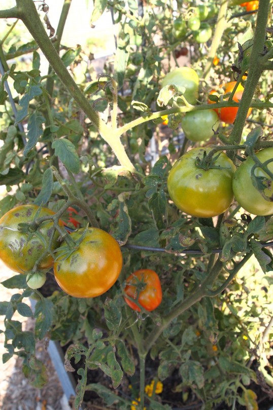 tomatoes