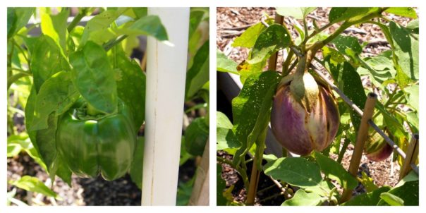 peppers & eggplant