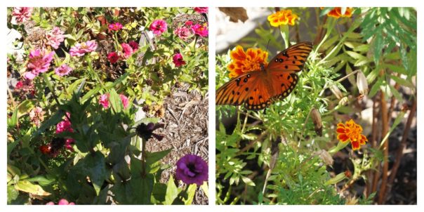 zinnias & butterfly