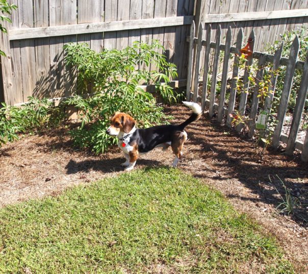 Bagel Basset Hound Mix