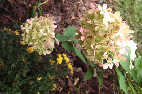 limelight hydrangea