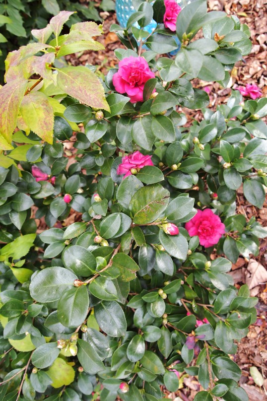 Camellia