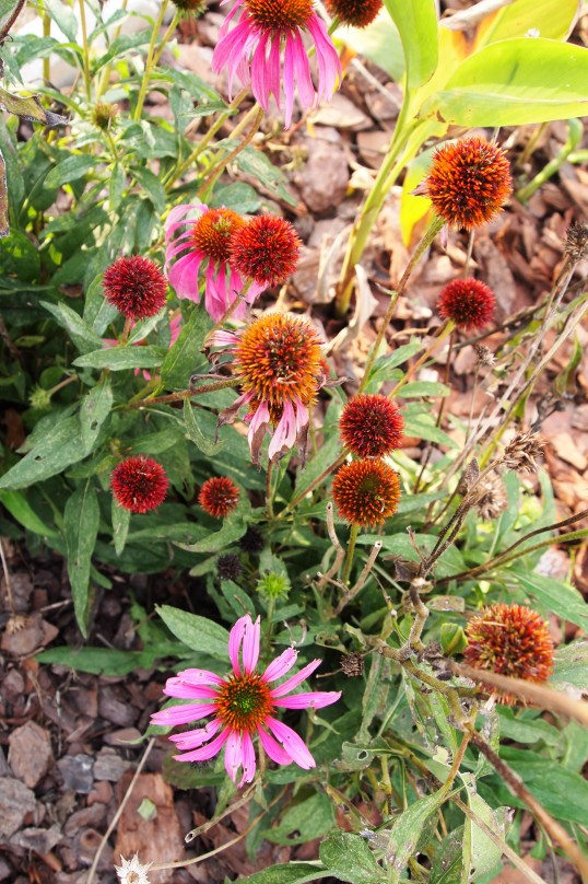 Coneflower