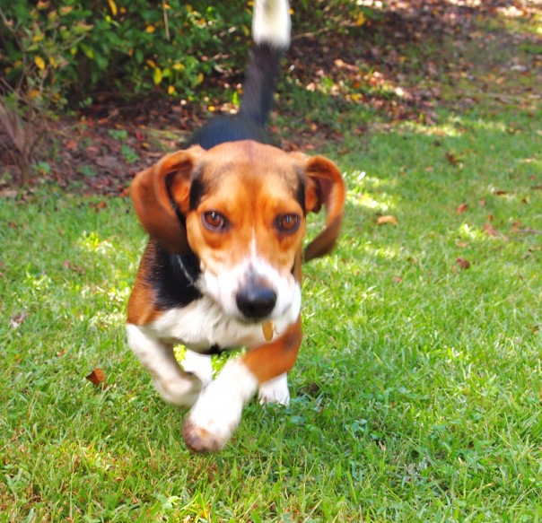 dog running