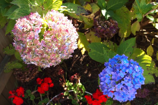 hydrangeas