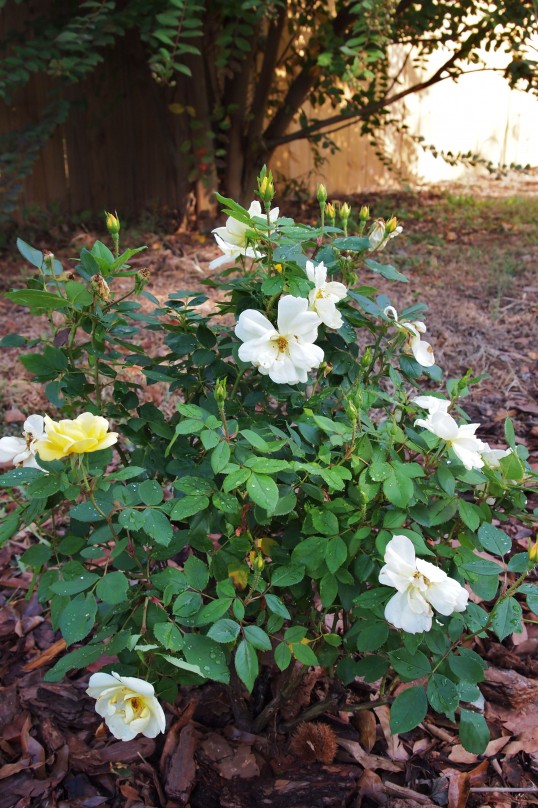 Yellow Knockout Rose