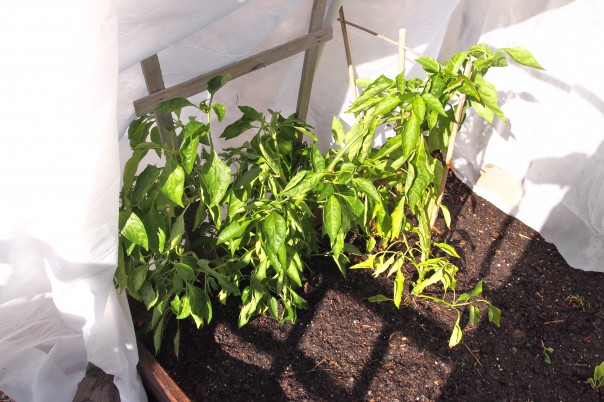 bell peppers growing under row covers