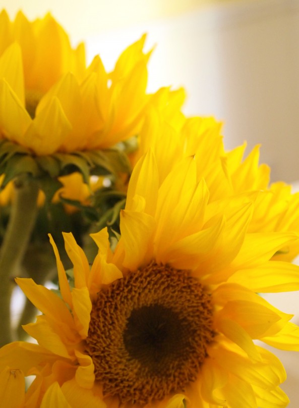 yellow sunflowers