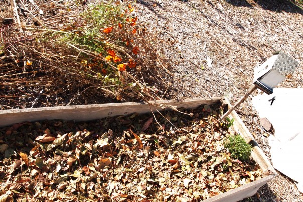 How to use leaves as mulch in the garden - leaf mulch in raised bed