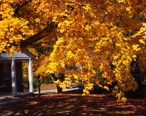 How to use leaves as mulch in the garden