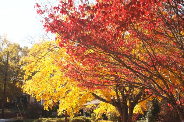 oak trees in fall