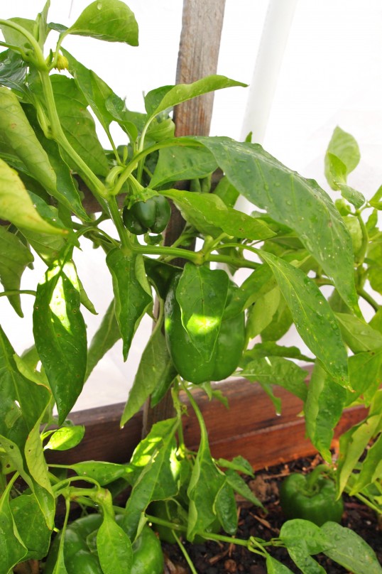 green peppers under row covers