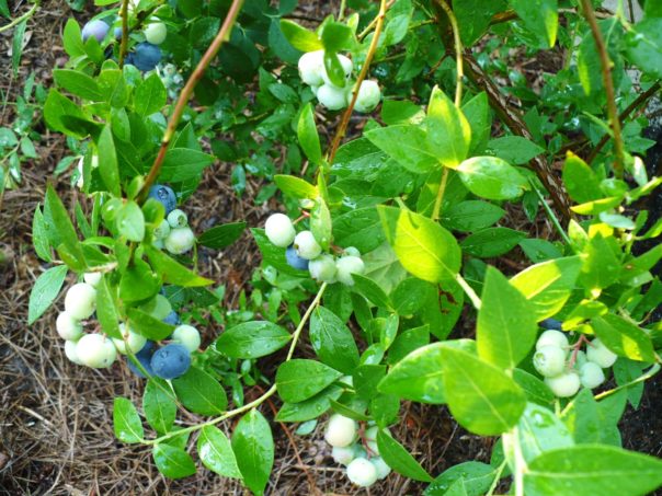 blueberries mulched with pinestraw