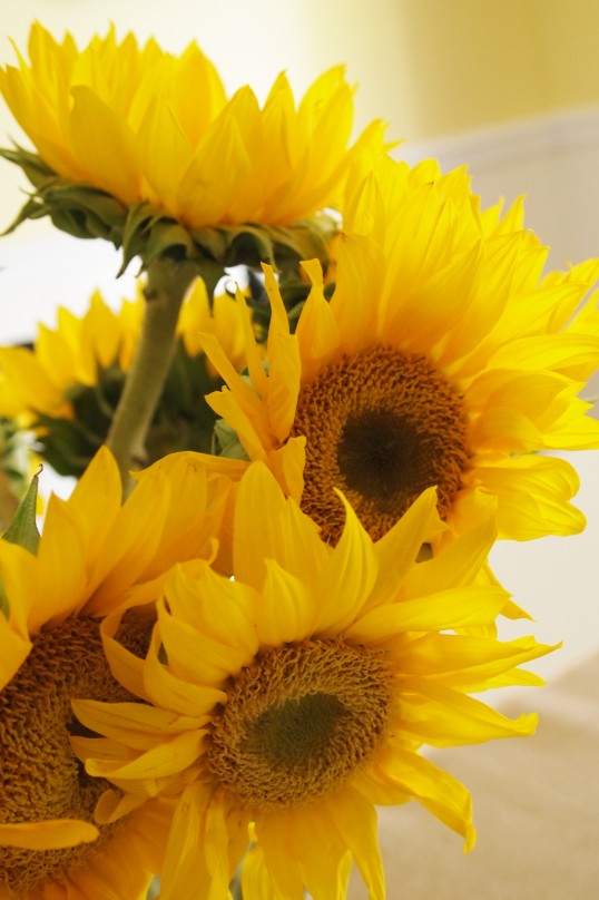 sunflower closeup