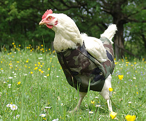 chicken in camoflauge outfit