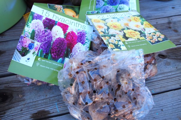 spring blooming bulbs in bags