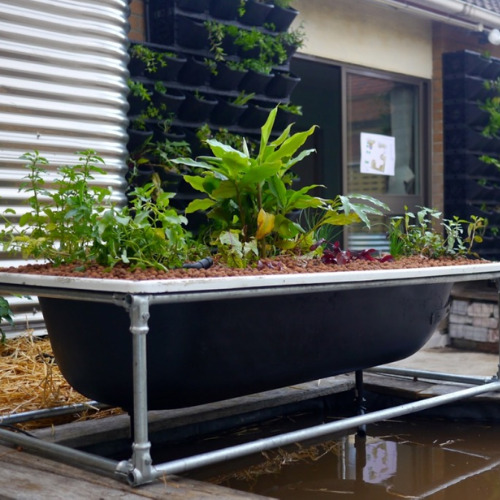 Making a Garden in a Bathtub- Using an old bathtub as a container garden is easy, beautiful, and useful, too. They can hold a lot of plants and enhance your design! | upcycle bathtub, recycle bathtub, ways to use a vintage bathtub, #gardeningTips #gardenDIY #containerGarden #gardeningDIY #ACultivatedNest