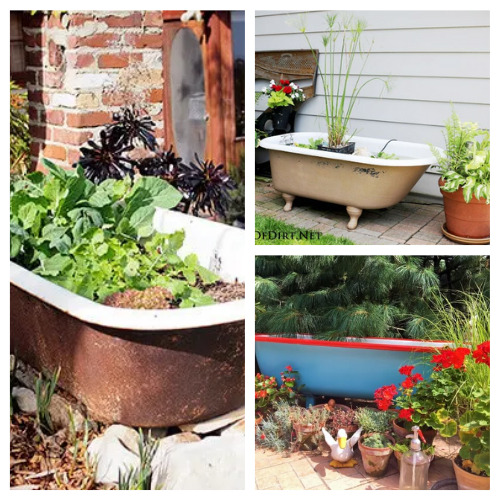 Using An Old Bathtub As A Container In Your Garden- Using an old bathtub as a container garden is easy, beautiful, and useful, too. They can hold a lot of plants and enhance your design! | upcycle bathtub, recycle bathtub, ways to use a vintage bathtub, #gardeningTips #gardenDIY #containerGarden #gardeningDIY #ACultivatedNest