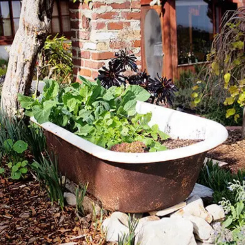 Bathtub Container Garden Ideas- Using an old bathtub as a container garden is easy, beautiful, and useful, too. They can hold a lot of plants and enhance your design! | upcycle bathtub, recycle bathtub, ways to use a vintage bathtub, #gardeningTips #gardenDIY #containerGarden #gardeningDIY #ACultivatedNest
