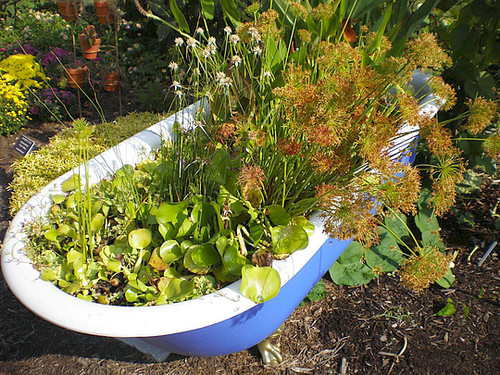 Upcycled Bathtub Container Garden- Using an old bathtub as a container garden is easy, beautiful, and useful, too. They can hold a lot of plants and enhance your design! | upcycle bathtub, recycle bathtub, ways to use a vintage bathtub, #gardeningTips #gardenDIY #containerGarden #gardeningDIY #ACultivatedNest