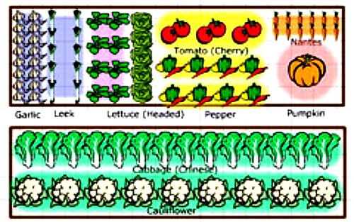 interactive vegetable garden planner