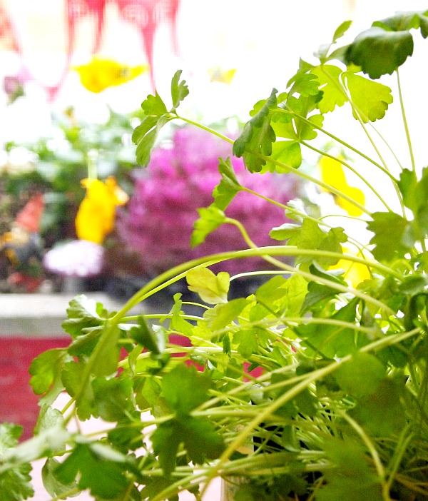 7 Tips for Growing Parsley- Stop buying parsley at the grocery store and grow your own that you can use fresh! Here are my 7 top tips for growing parsley! | #gardening #parsley #herbs #growYourOwn #herbGarden #garden #gardeningTips