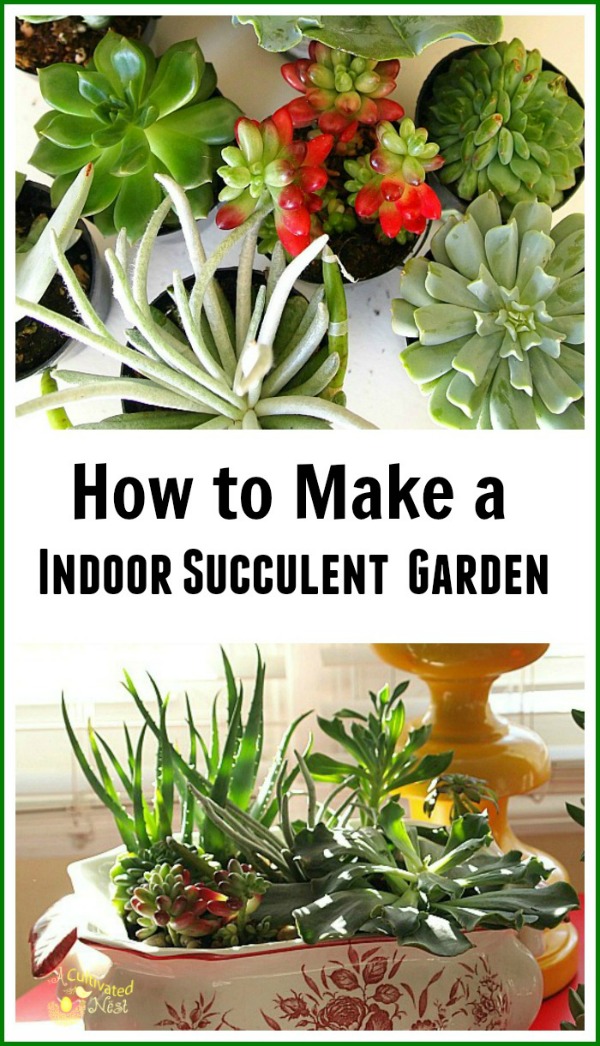 How to make an indoor succulent planter. Add life and beauty to your interiors with this no fuss house plant!