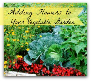 How To Attract Pollinator -Adding Flowers to Your Vegetable Garden 