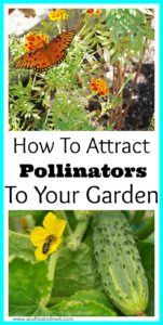 How To Attract Pollinators To Your Vegetable Garden