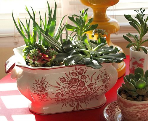 How To Make An Indoor Succulent Dish Garden 3318