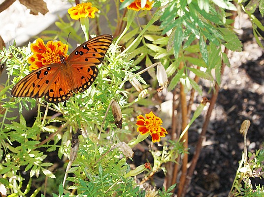 Adding Flowers to Your Vegetable Garden – How to Attract Pollinators and why that's important