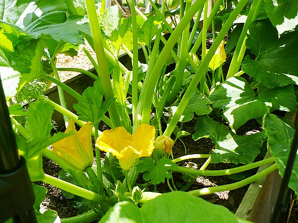 squash blossoms need pollination