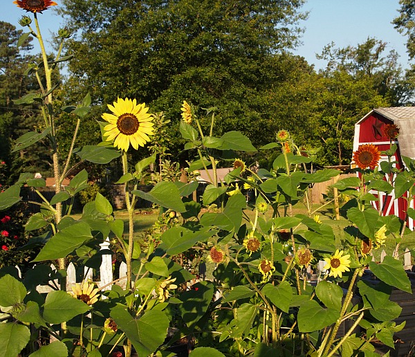 sunflowers in the vegetable garden